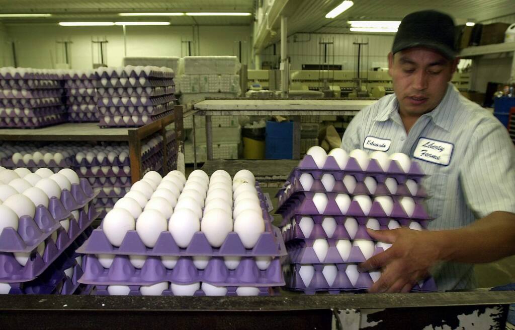 Eduardo Martinez places flats of eggs on a conveyer belt where they will be washed, graded and packed at Sunrise Farms in Petaluma.