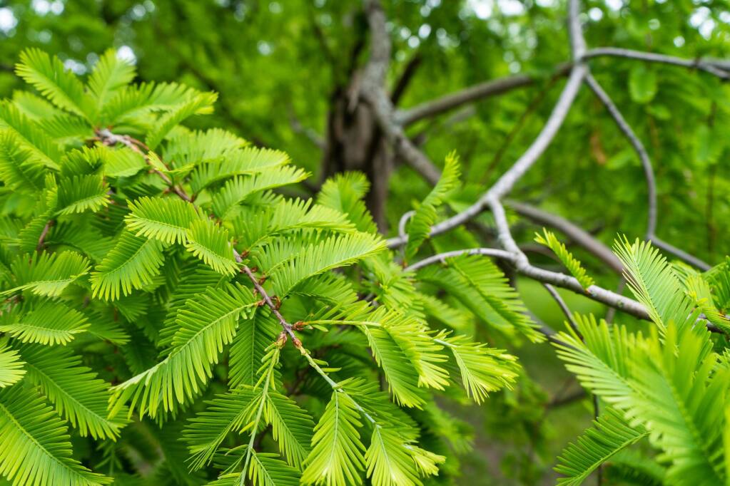 The Dawn redwood tree is botanically known as Metasequoia glyptostroboides. It is a fast grower, and can reach a height of 70 to 120 feet and a width of 25 feet. It thrives in locations that receive at least 6 hours of sun daily, tolerates moist soils and some poor drainage. (Jakob Weyde)