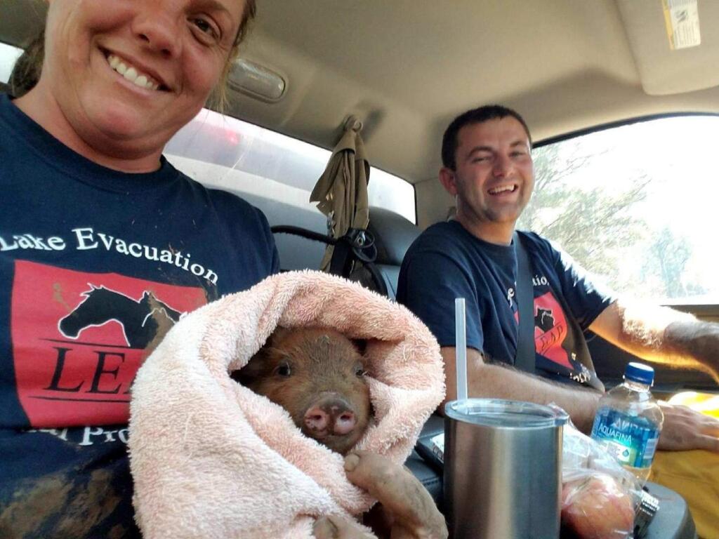 LEAP volunteers and a pig rescued from the Mendocino Complex fire zone on July 31, 2018. (FACEBOOK)