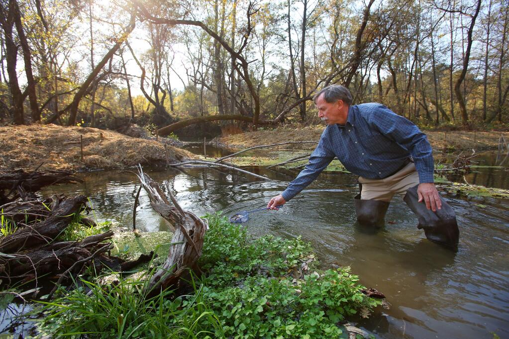 Bob Anderson releases juvenile coho salmon into a Dry Creek habitat restoration site, downstream from Warm Springs Dam in 2013. (CHRISTOPHER CHUNG/ PD FILE)