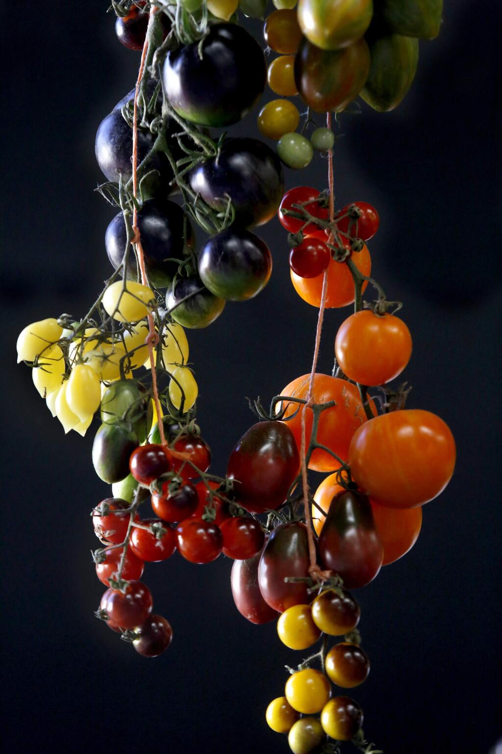 A variety of tomatoes from Wild Boar Farms hang on display during the National Heirloom Expo at the Sonoma County Fairgrounds in Santa Rosa on Tuesday, September 11, 2018. (Beth Schlanker/ The Press Democrat)