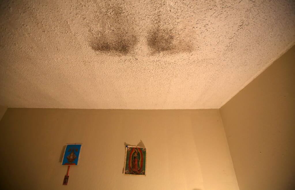 Mold grows on the ceiling of an apartment complex at 4050 Hoen Avenue in Santa Rosa in 2015. (CHRISTOPHER CHUNG/ PD)