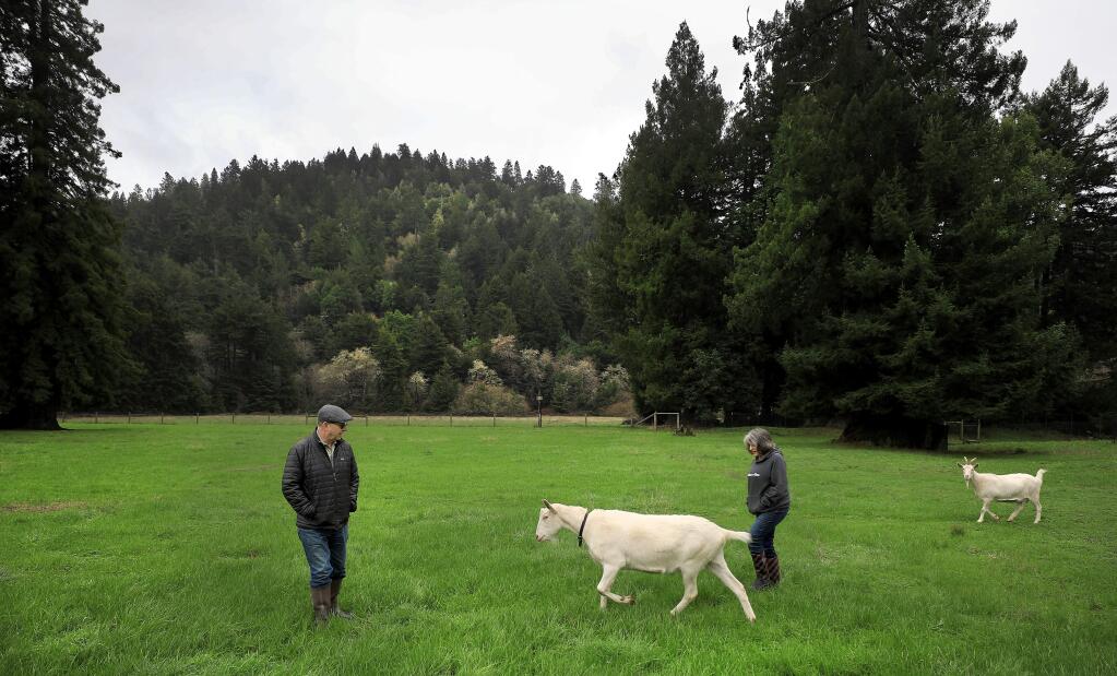 Paul Matthews and Maria Cardamone visit with their goats in a meadow adjacent to their home in Willow Creek near Jenner, Friday, Jan. 18, 2019, where, in addition, their two llamas use to roam. A mountain lion killed both of the animals, but helped mountain lion researcher Quinton Martins trap and tag the lion that did the damage. (Kent Porter / Press Democrat) 2019