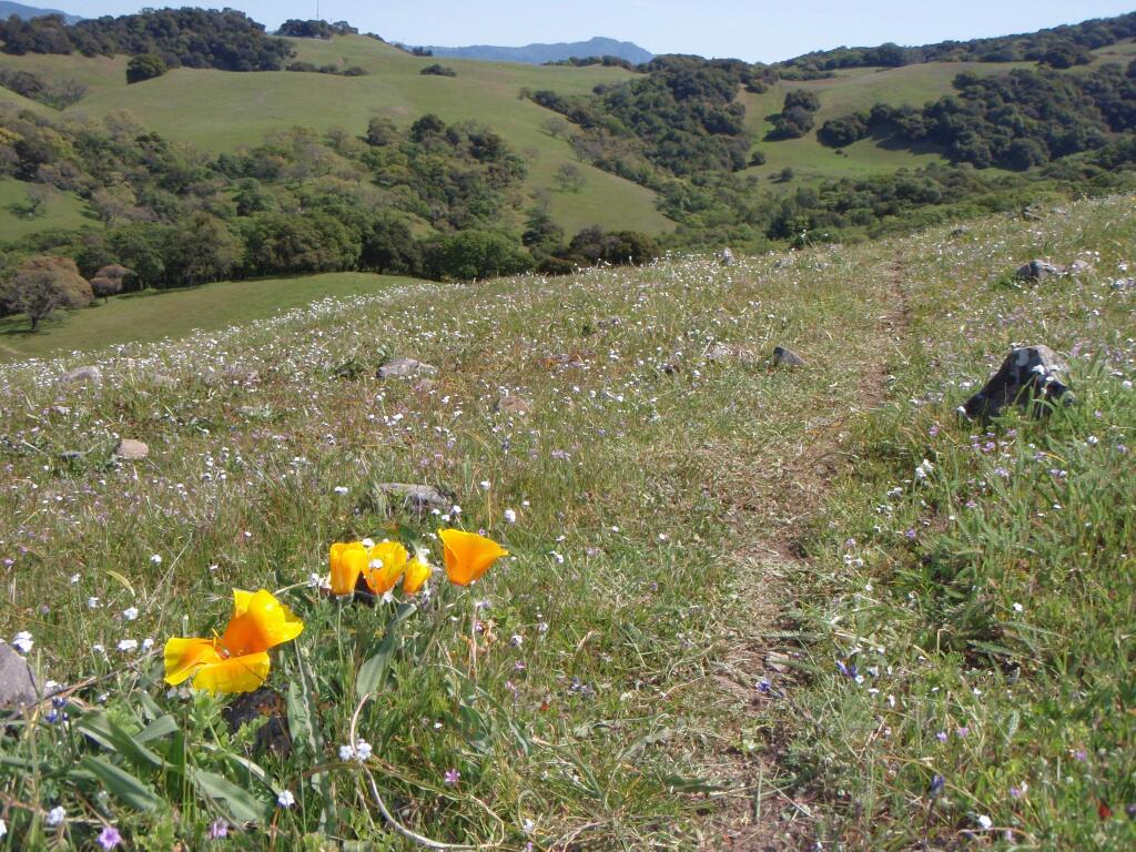 Taylor Mountain Regional Park and Open Space Preserve (Sonoma County Regional Parks photo)