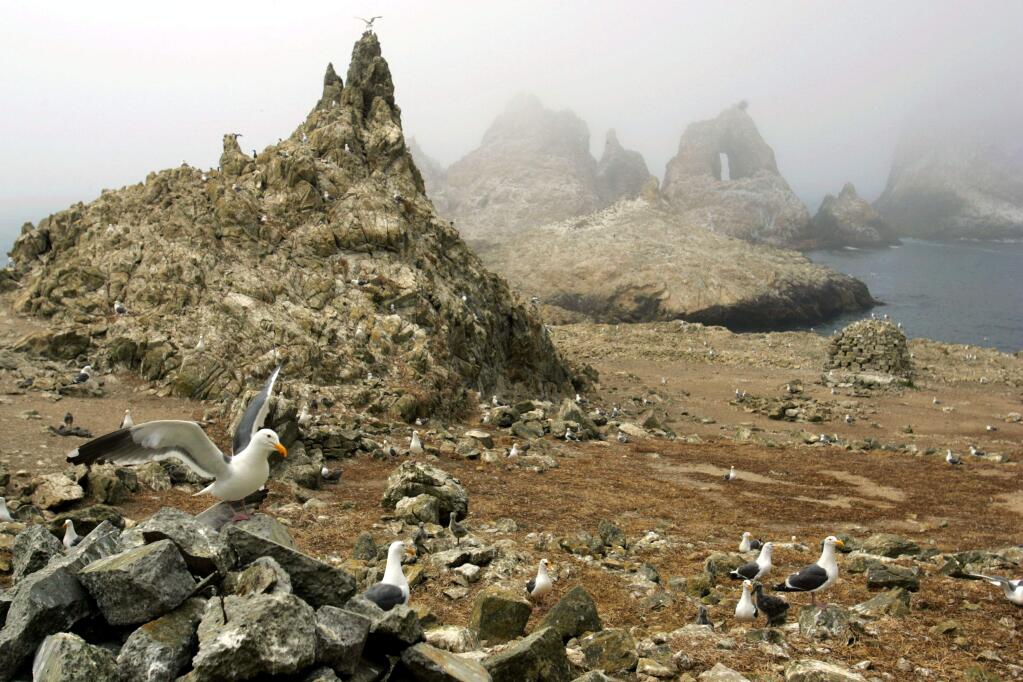 FILE - In this July 8, 2006, file photo, gulls nest near the North Landing area of the Farallon Islands National Refuge, Calif. The California Coastal Commission on Wednesday, July 10, 2019, will hear public comment on a federal plan to drop 1.5 tons of rat poison on the Farallon Islands in an effort to eradicate a mice infestation, a proposal that is drawing criticism. (AP Photo/Ben Margot, File)