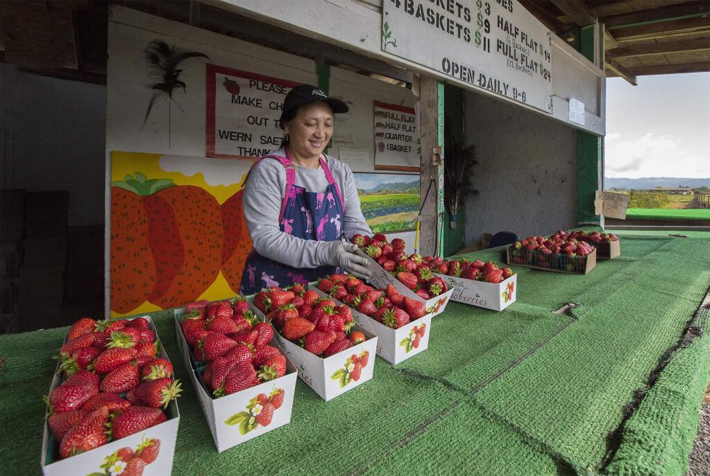 Robbi Pengelly/Index-TribuneStrawberries aplentyThe strawberry stand on Watmaugh Road - a traditional harbinger of spring - opened for business on Wednesday, April 19. Man Saetern keeps the stock replenished.