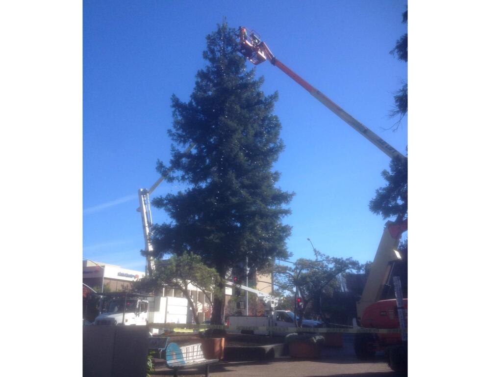 Workers on Monday were busy preparing the tree for the tree-lighting ceremony happening this Friday. (CHRIS SMITH/ PD)