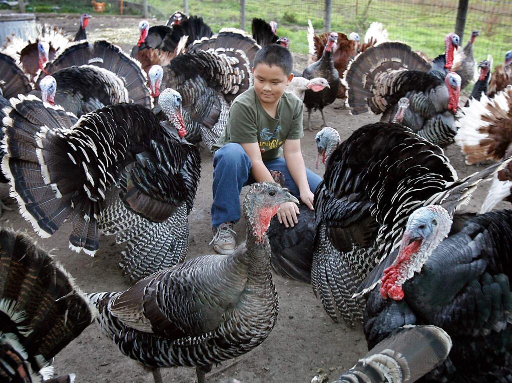 Slow Food Russian River will bring heritage turkeys and the 4-H kids who raise them to the Santa Rosa Community Farmers Market on Farmers Lane on Saturday, Nov 6.