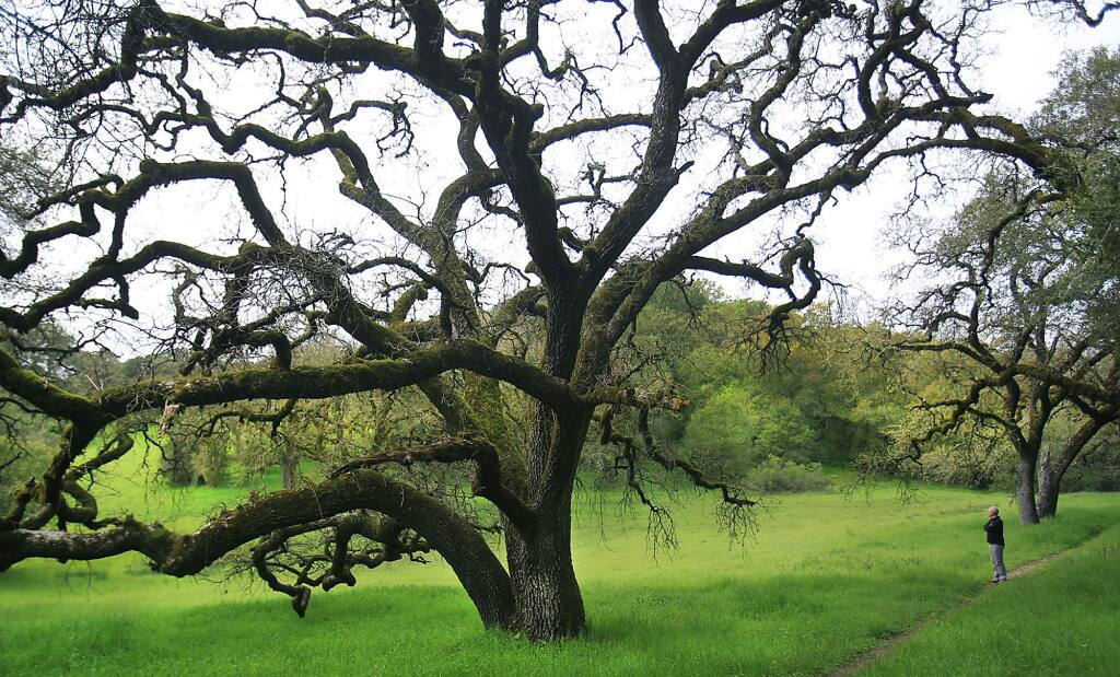 The Paulin Creek Preserve in Santa Rosa is part of 82 acres that Sonoma County wants to sell to developer Bill Gallaher. (KENT PORTER / The Press Democrat)