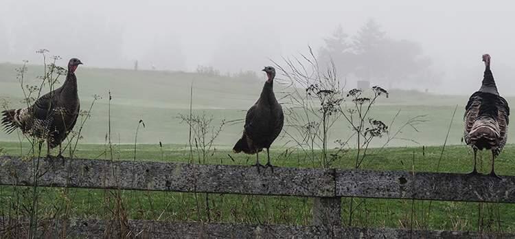 Turkeys look for the rest of their flock at the Adobe Creek Golf Course. (Photo: Chris Modlin)