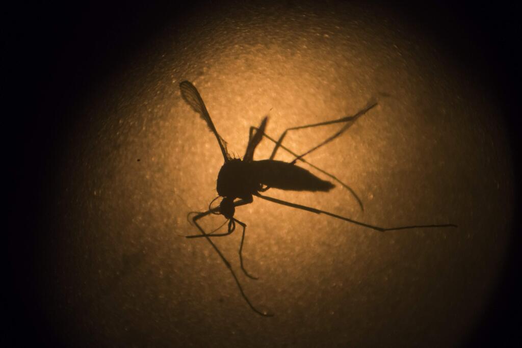 Mosoquitoes carry the West Nile virus and can transmit it to humans. (AP Photo/ Felipe Dana)