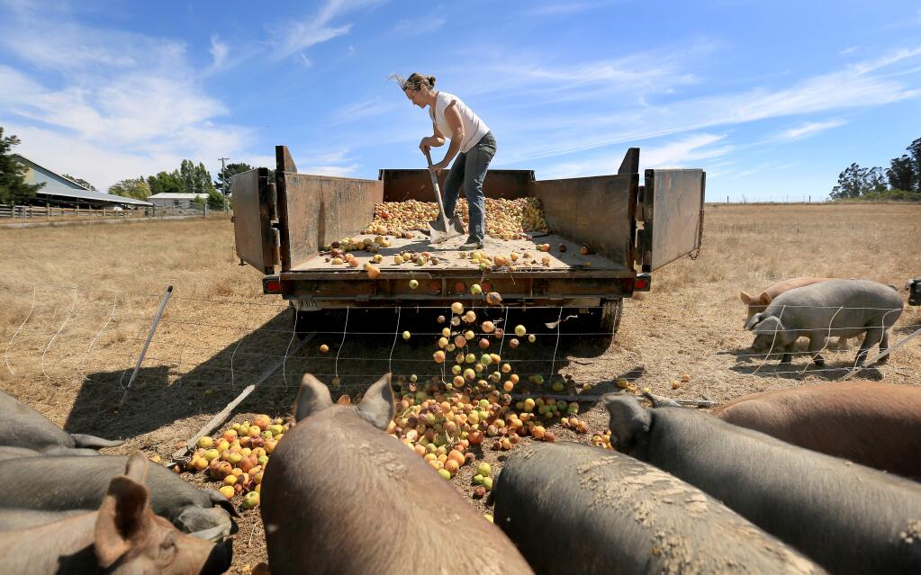 Sarah Silva who owns Green Star Farm feeds local Gravenstein apples to her tamworth market pigs, Monday July 28, 2014 in west Sonoma County. County supervisors may vote to loosen the permitting rules for selling directly on site at the farms year-round. (Kent Porter/Press Democrat)
