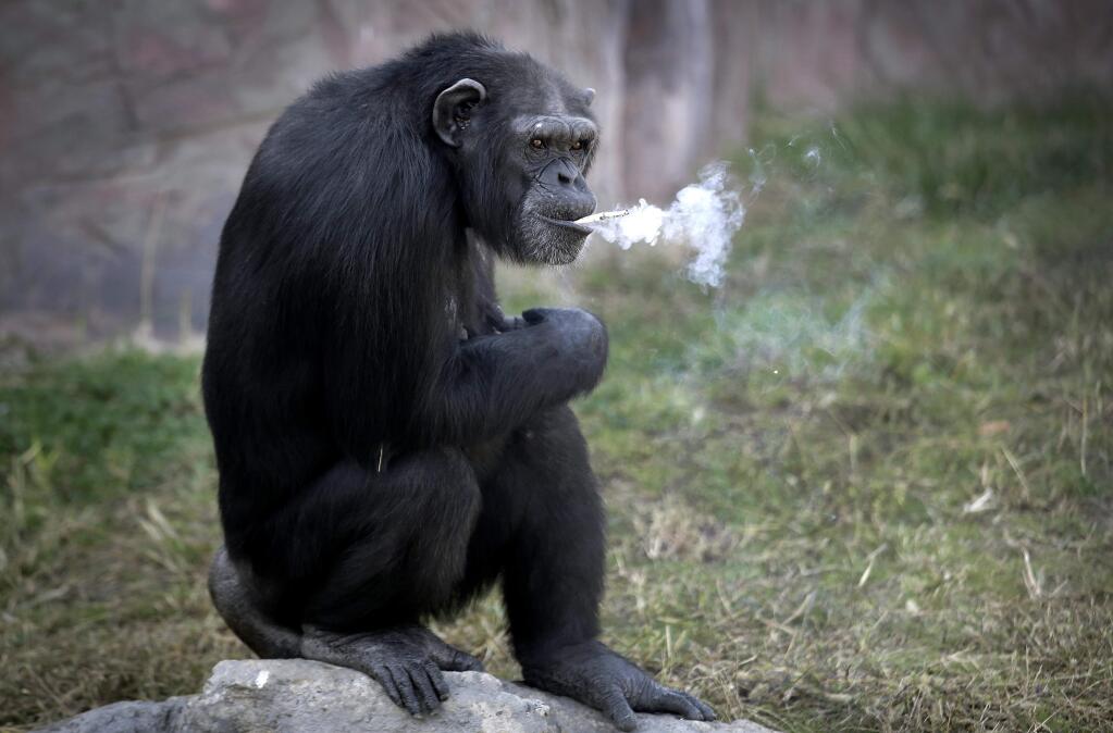 Azalea, a 19-year-old female chimpanzee whose Korean name is 'Dallae,' smokes a cigarette at the Central Zoo in Pyongyang, North Korea Wednesday, Oct. 19, 2016. According to officials at the newly renovated zoo, which has become a favorite leisure spot in the North Korean capital since it was re-opened in July, the chimpanzee smokes about a pack a day. They insist, however, that she doesn‚Äôt inhale. (AP Photo/Wong Maye-E)