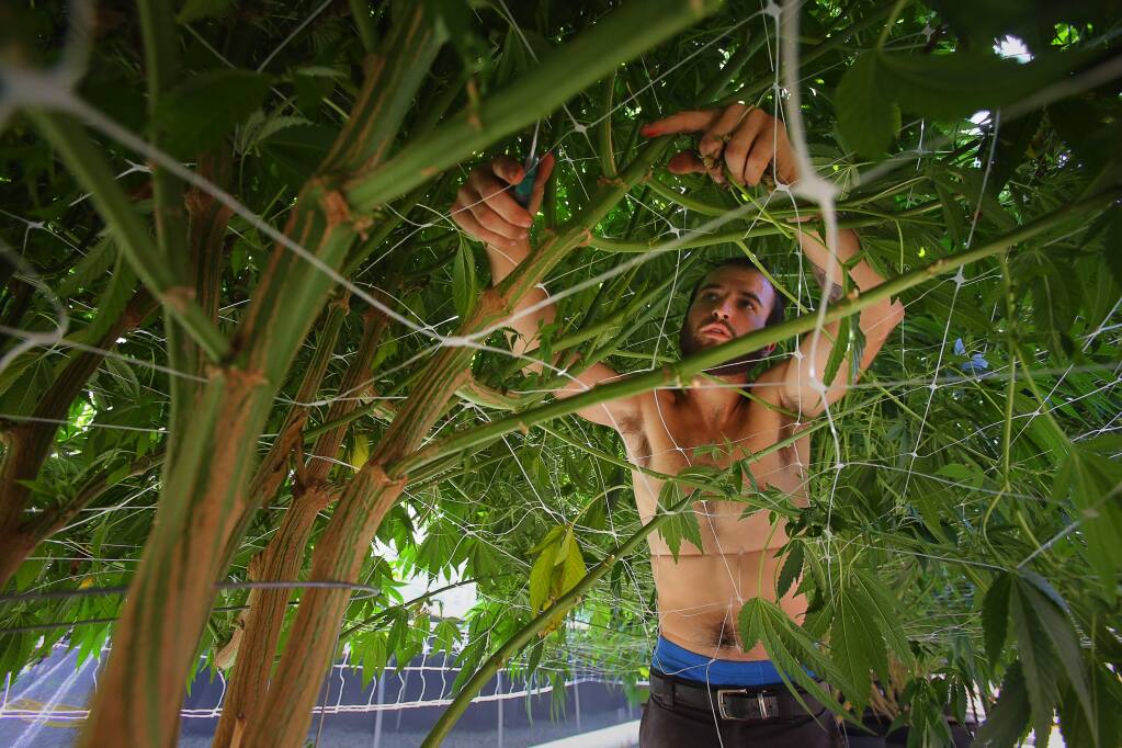 Assistant manager Diego, who declined to provide his last name, works on thinning out a 6-month-old marijuana plant at the Cherry Kola farm, in a rural area outside of Penngrove, on Wednesday, August 10, 2016. (Christopher Chung/ The Press Democrat)