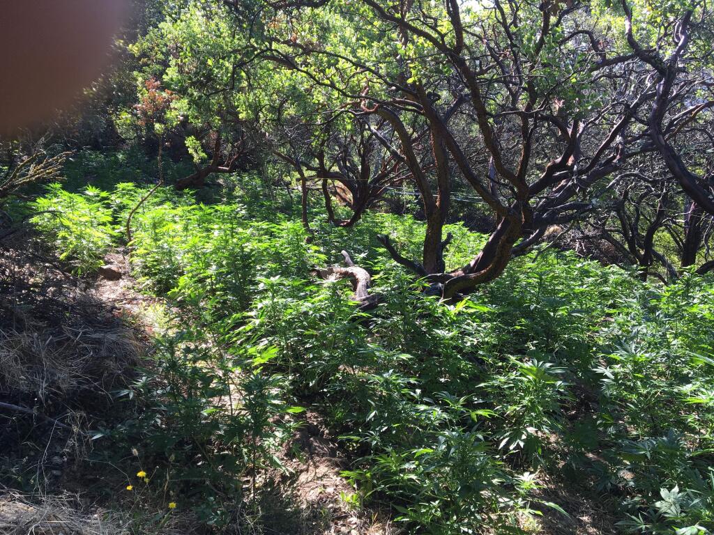The illegal marijuana grow in Jack London State Park that state officials raided last week. (Photo courtesy Lt. John Nores, California Department of Fish and Wildlife)