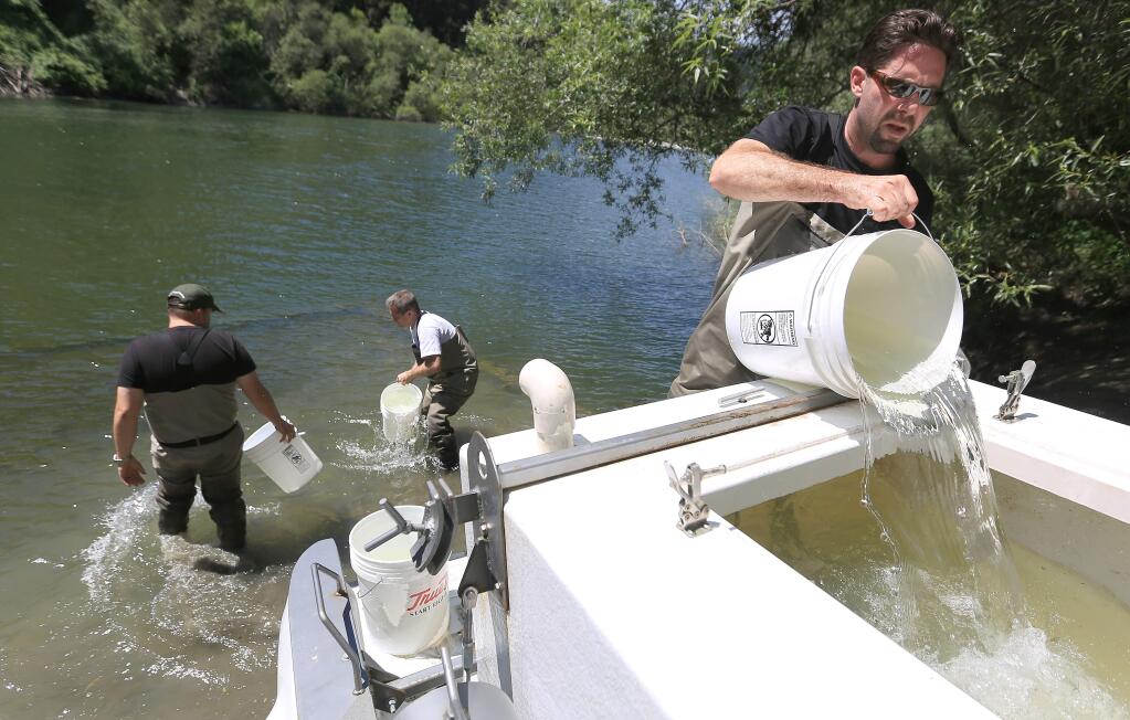 Ben White, a biologist with the U.S. Army Corps of Engineers acclimates coho salmon from a relatively 56 degree temperature the fish were raised in to a balmy 70 degrees at the Russian River in Monte Rio, Thursday April 30, 2015. (Kent Porter / Press Democrat) 2015