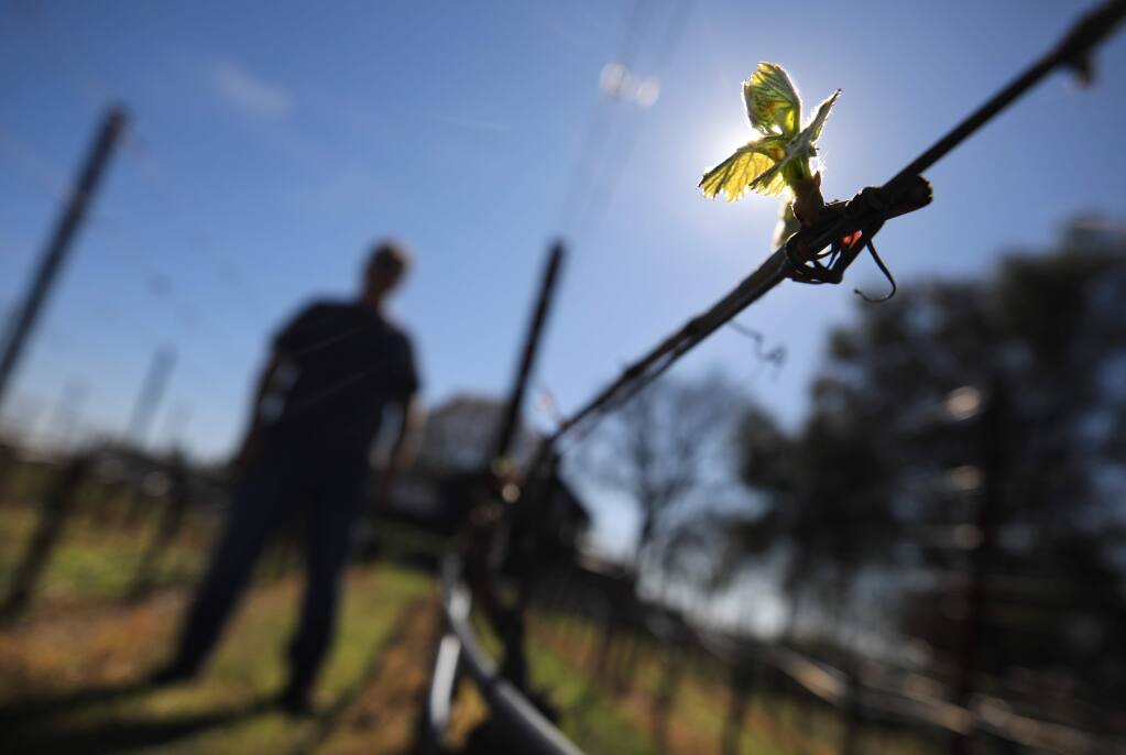 Benovia Winery co-owner and winemaker Mike Sullivan has bud break on Benovia's chardonnay wine grapes in their organic Martaella vineyard in Santa Rosa, Wednesday, Feb. 26, 2020 in Santa Rosa. Bud break is about a month earlier than 2019. (Kent Porter / The Press Democrat) 2020