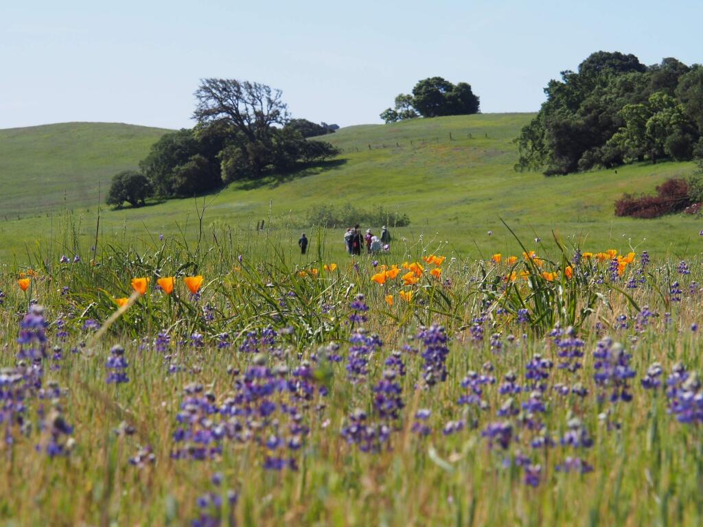 The 'impossibly green fields and bursts of color' from wildflowers heralds another Sonoma spring.