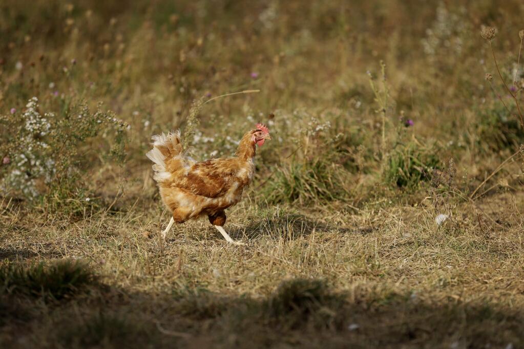 A chicken struts inside a fenced pasture on the Francis Blake organic farm, Wednesday, Oct. 21, 2015, near Waukon, Iowa. Blake gathers an average of 2,500 dozen eggs a week from his flock of 5,000 cage-free hens. An increasing customer demand for more eggs from chickens free from cages has left U.S. egg farmers with the question of whether to spend millions of dollars to convert or build cage-free barns. (AP Photo/Charlie Neibergall)