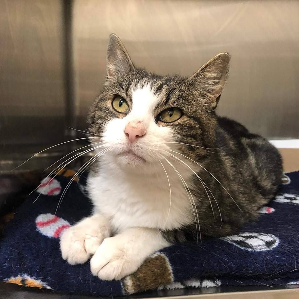 Cat found on Cochrane Way in Petaluma, currently at North Bay Animal Services. She's a female, black and grey striped tuxedo tabby, white on face, white front paws. No microchip. CONTACT: North Bay Animal Services, 707-762-6227.