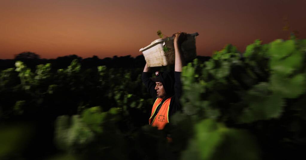 Under the glow of artificial light and a smoky sunrise, vineyard workers pick a chardonnay block at Bowtie Vineyards in Healdsburg, Friday Sept. 1, 2017, picked for J Vineyards and Winery. Grape growers are scurrying to get the grapes in due to the heat wave. (Kent Porter / The Press Democrat) 2017