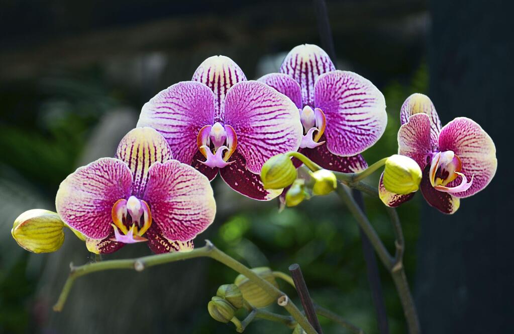 You will never throw out another orchid again.