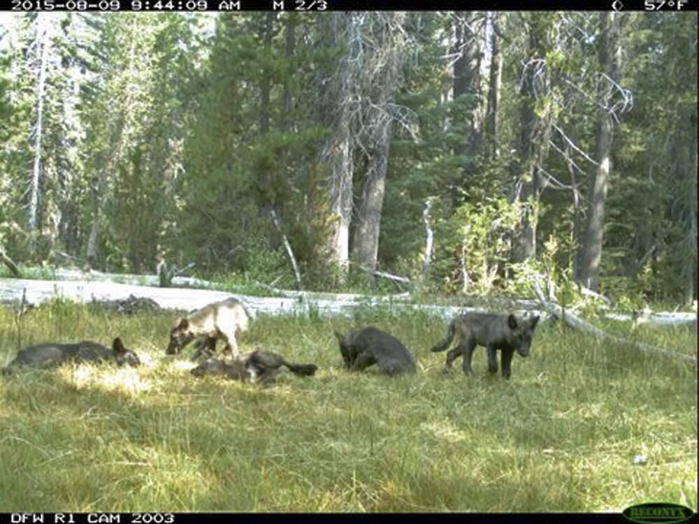 In this Aug. 9, 2015 still image from video released by the California Dept. of Fish and Wildlife shows evidence of five gray wolf pups and two adults in Northern California. California has its first wolf pack since the stateís last known wolf was killed in 1924. State and federal authorities announced Thursday, Aug. 20, 2015, that a trail camera captured photos earlier this month of two adults and five pups in southeastern Siskiyou County. They were named the Shasta pack for nearby Mount Shasta. (California Dept. of Fish and Wildlife via AP)