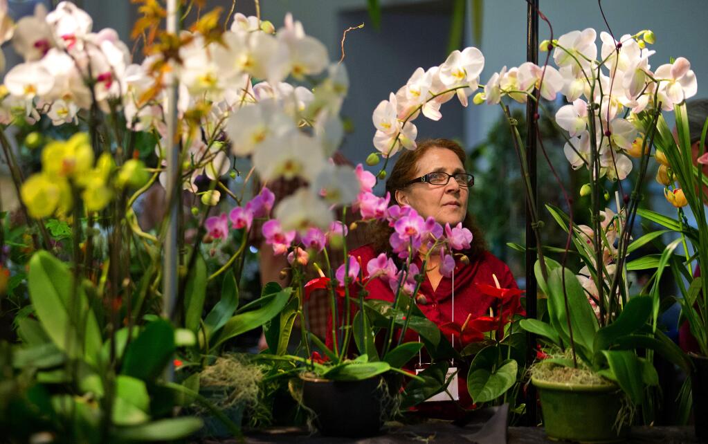 Just because the flowers are spent doesn’t mean your orchid must die. An expert explains how to get them to rebloom at an upcoming talk in Sonoma. (John Burgess/The Press Democrat file)
