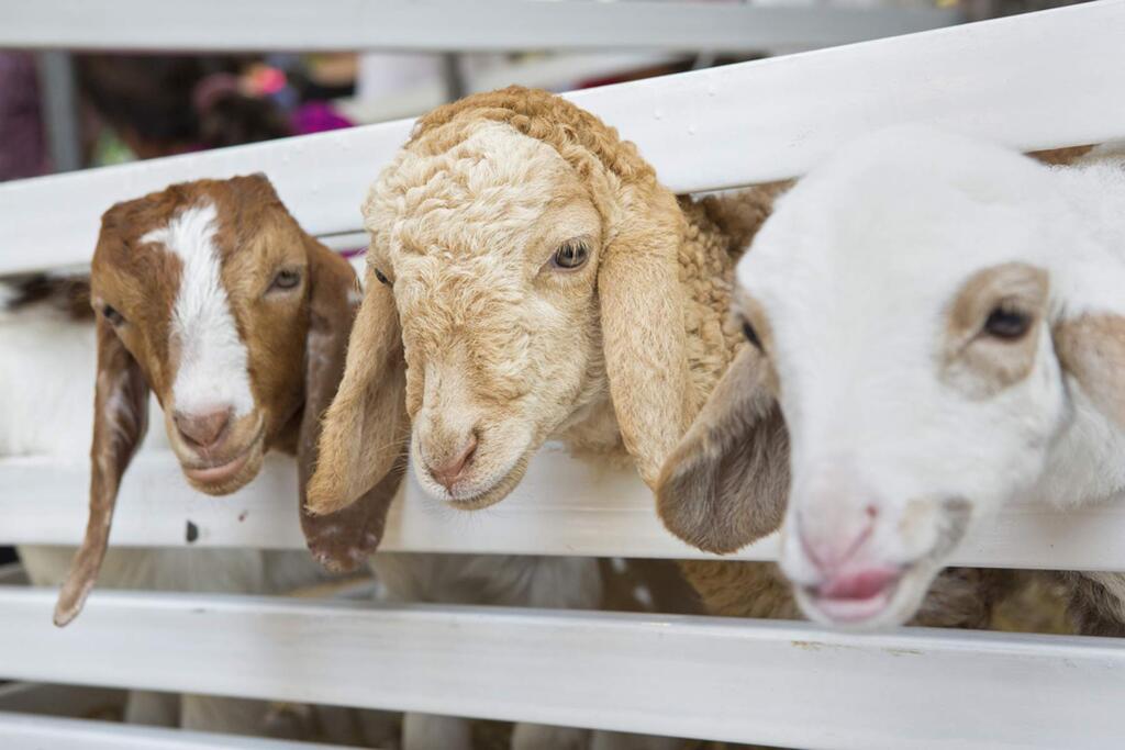 Meet with farmers and artisan producers, pet the animals during the Weekend Along the Farm Trails.