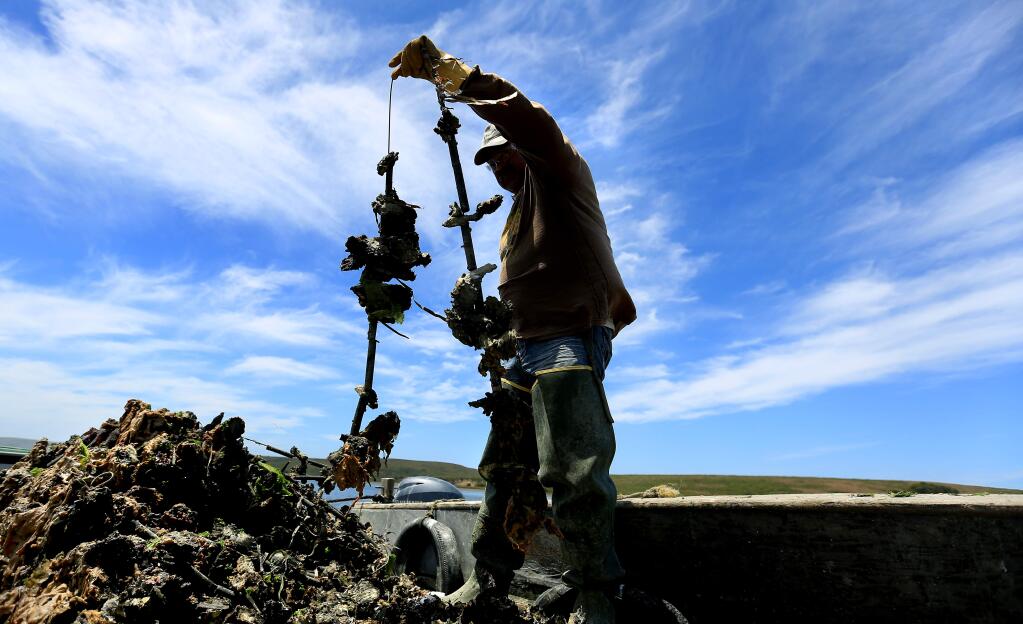 Drakes Bay Oyster Co. worker Alfredo Lopez prepares to take oysters off stringers Monday at Point Reyes National Seashore. (PD FILE)