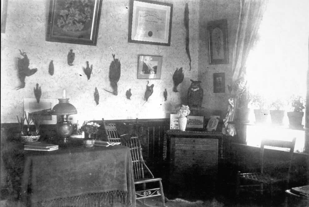 An interior view of Flora and Hamilton Otis' home in Cazadero shows hunting spoils upon the walls, circa 1902. (Sonoma County Library)