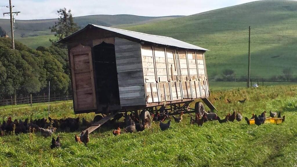 Chickens roam around their trailer home at Bloomfield Organics. (FACEBOOK.COM)