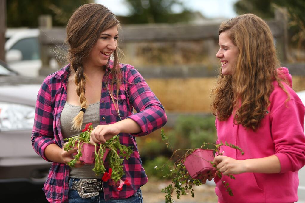 Bella Hayes, 16, left, and Jaden Varville, 13, reclaim soil from dead plants as they prepare for their Sonoma County Fair show gardens with the Steuben 4-H, in Santa Rosa on Wednesday, July 9, 2014. (Christopher Chung/ The Press Democrat)