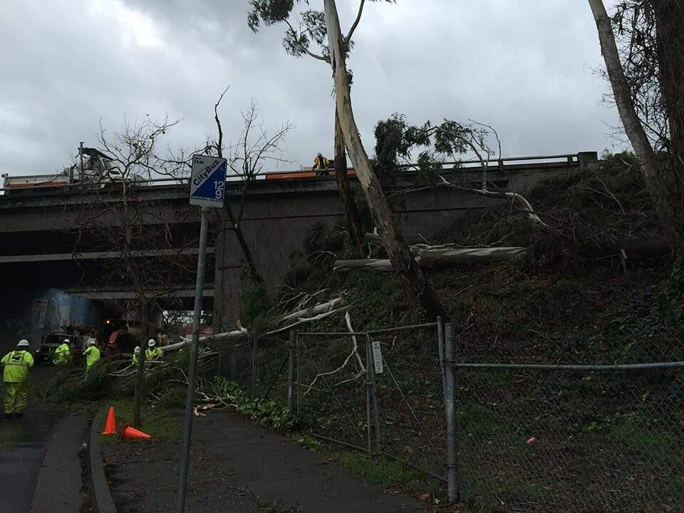 Fallen tree and clean up efforts at the Highway 12/101 on-ramp over Olive St. on Tuesday, Dec. 16, 2014. View is from Laurel St. & Olive St. at 1:30 p.m. (photo by Andrew Esch)