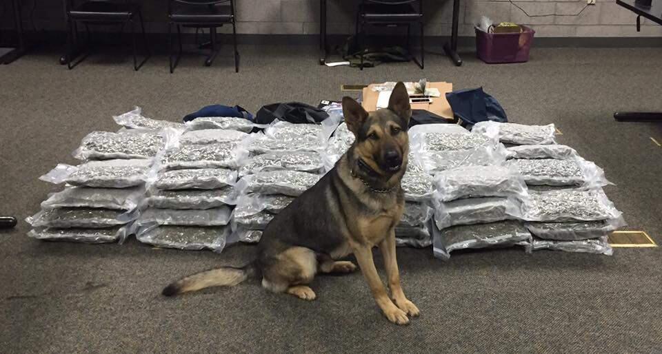 A drug-sniffing Windsor police dog discovered more than 100 pounds of marijuana being transported by two New York men, Wednesday, Aug. 17, 2016. (COURTESY OF WINDSOR POLICE DEPARTMENT)