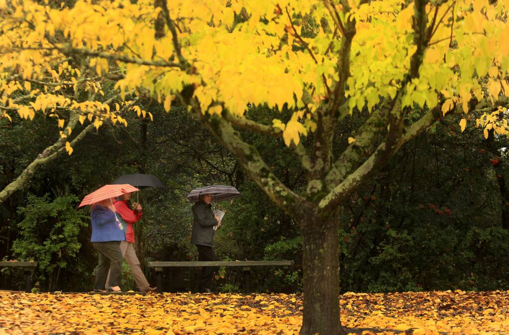 At the County Administration Center in Santa Rosa, fall leaves carpet trees and the ground as a steady rain falls on Thursday Nov. 20, 2014. (KENT PORTER/ PD)