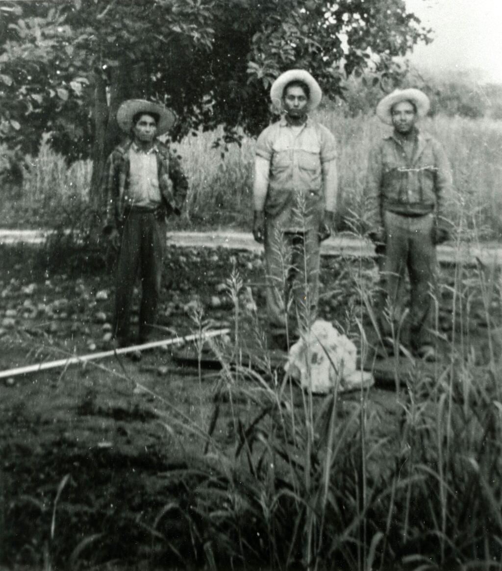Braceros picking prunes at the Grace orchard on Westside Road in 1952. (MORALES FAMILY).