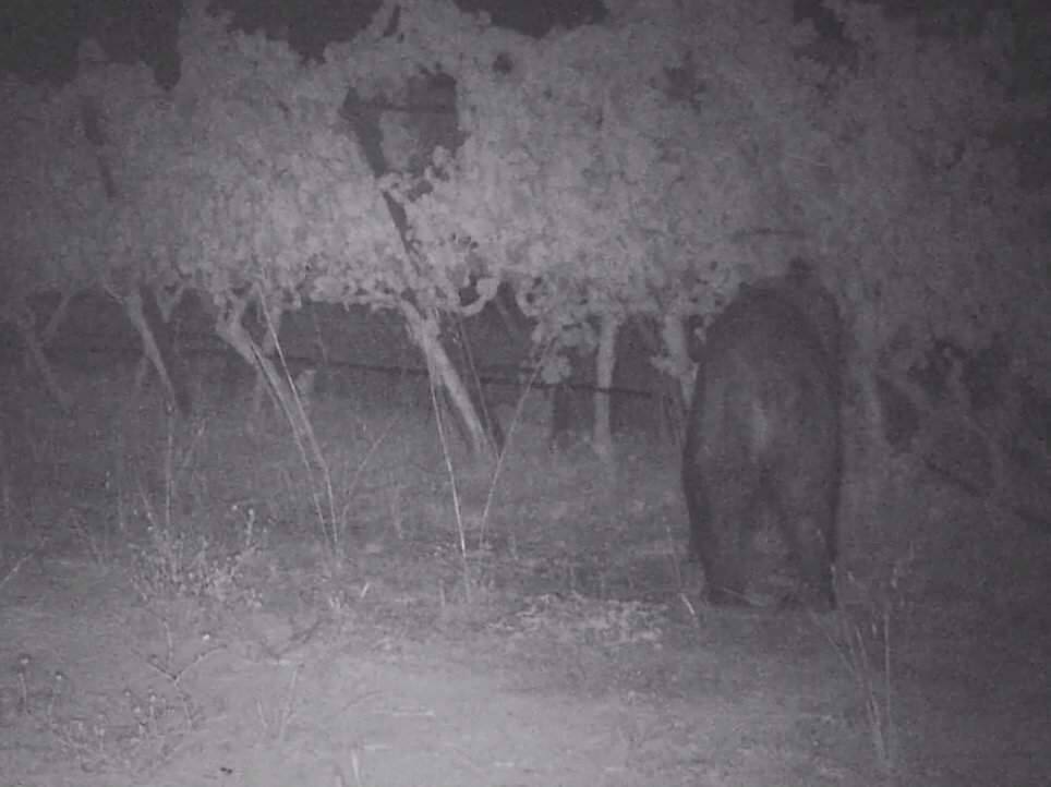 A screenshot from video shared on Facebook by Navarro Vineyards showing a bear eating some of their grapes. (NAVARRO VINEYARDS/ FACEBOOK)