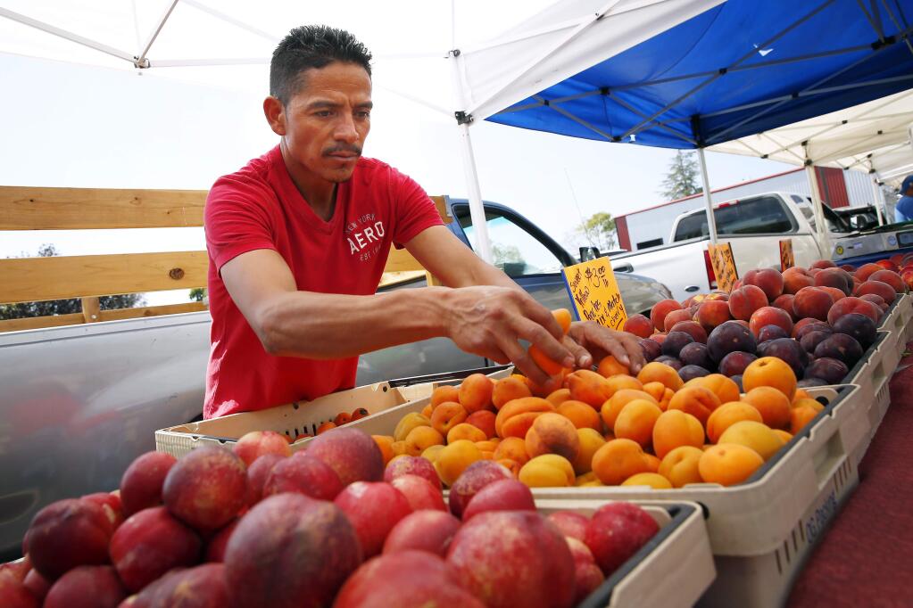 Rosendo Ponz from Ponz Farms sets up his stand at the new Southwest Santa Rosa Farmers Market along Standish Avenue in Santa Rosa. (Conner Jay/PD FILE)