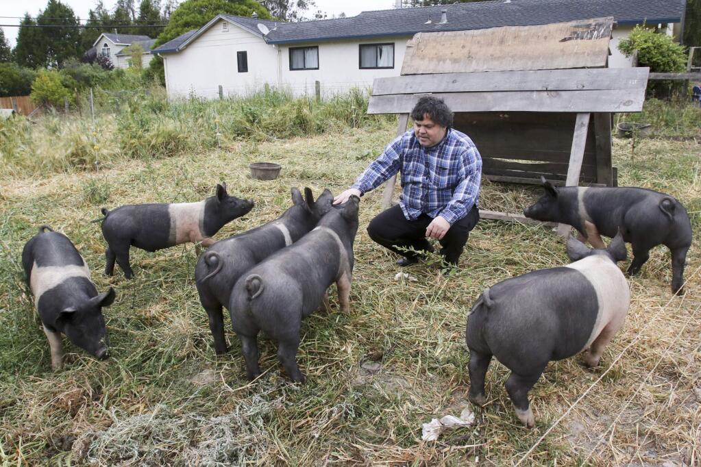 Chef and restaurant owner Tony Najiola with some of his pigs being raised for Central Market his restaurant along with among other things chickens, eggs, and vegetables destined for his restaurant on his farm in Petaluma on Tuesday, May 26, 2015. (SCOTT MANCHESTER/ARGUS-COURIER STAFF)