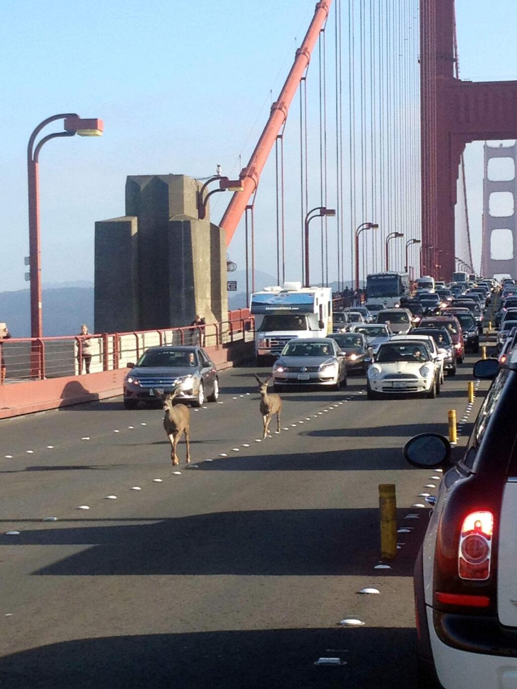 In this photo provided by Rebecca Abbey, deer cross the Golden Gate bridge, in San Francisco, Friday, Sept. 5, 2014. The San Francisco Chronicle reports that two deer headed north on the Golden Gate bridge to Marin snarled traffic during the evening commute. (AP Photo/Rebecca Abbey)