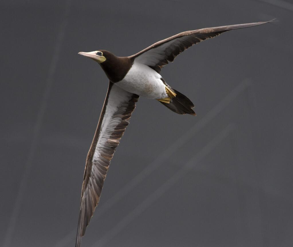 FILE - In this Sept. 22, 2015, file photo, a brown booby flies between the ships Denebola and Antares in Baltimore's Inner Harbor. Brown boobies are nesting for the first time in California's Channel Islands National Park, announced Tuesday, Nov. 7, 2017. (Jerry Jackson/The Baltimore Sun via AP, File)