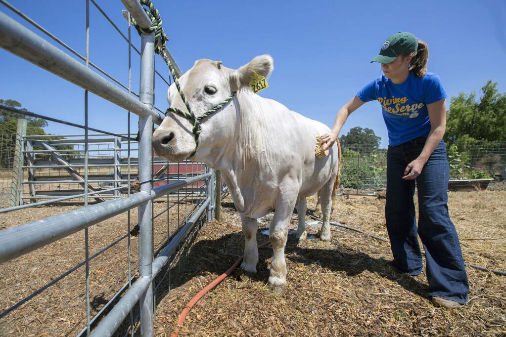 FFA member Francesca Pharo bathes and brushes her Charolais steer Curly Fries Junior, who she will show at this year's Sonoma County Fair. (Photo by Robbi Pengelly/Index-Tribune)