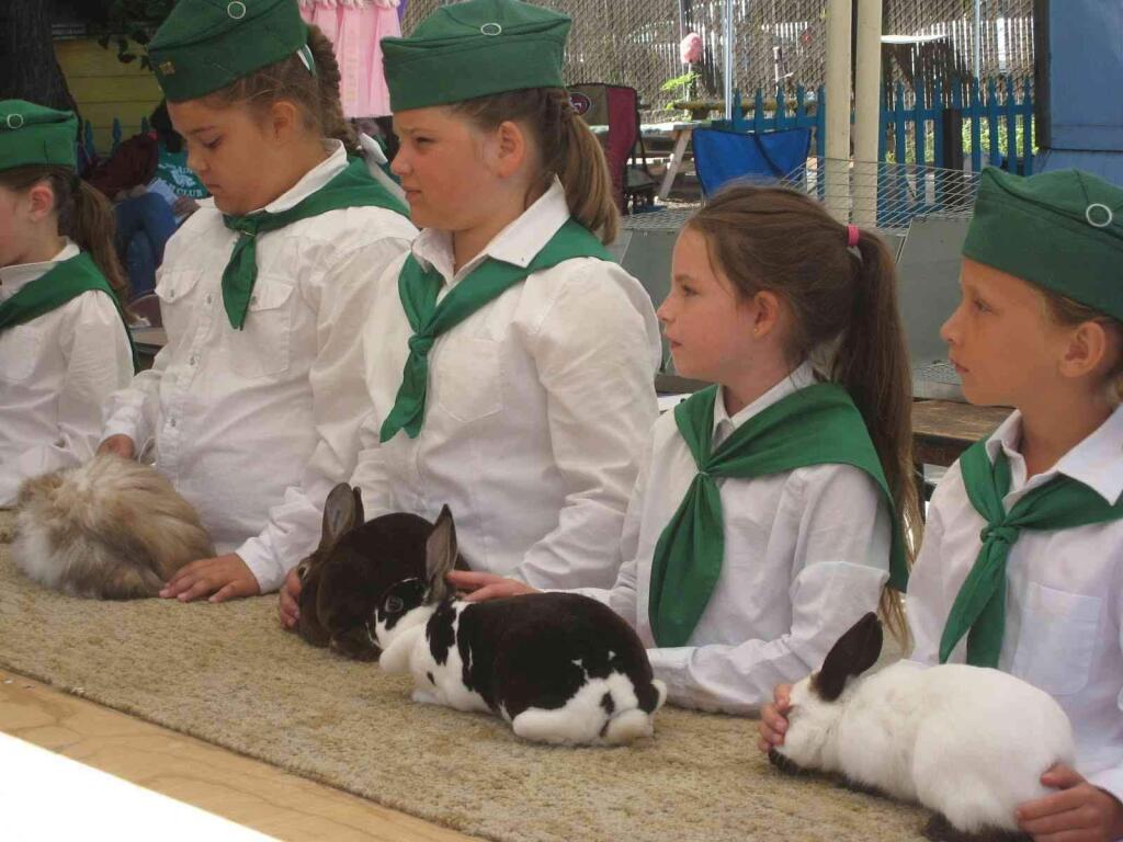 Golden Hills 4-H member Livia Mickelson, second from right, enters the second heat of the Sonoma-Marin Fair's Rabbit Showmanship competition for young 4-H members. JANET PERRY FOR THE ARGUS-COURIER