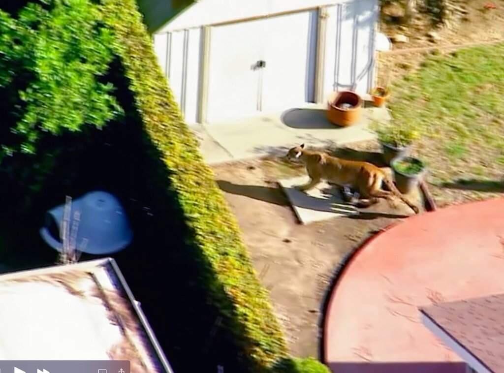 This Monday, March 26, 2018 aerial image made from video provided by KABC-7 shows a mountain lion darting from one residential house into another in in the eastern Los Angeles County community of Azusa, Calif. near the San Gabriel Mountains wilderness.on Monday, March 26, 2018. The mountain lion roamed through backyards in a neighborhood outside Los Angeles before wildlife officers tranquilized it. (KABC-7 via AP)