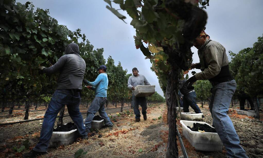 The 2017 wine grape harvest gets underway as Nord Vineyard Service workers pick a Mumm Napa pinot noir vineyard in American Canyon, Monday August 7, 2017. (Kent Porter / The Press Democrat) 2017