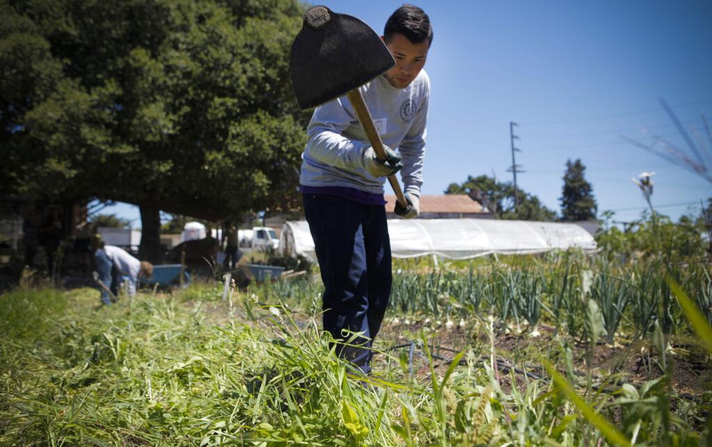 Petaluma, CA, USA. Thursday, July 21, 2016._ Luis Sanchez, 17 of the Sonoma County Youth Ecology Corps works at the Petaluma Bounty Farm, pulling up old dill plants to prepare for the next growing season of fruit, vegetables and herbs.(CRISSY PASCUAL/ARGUS-COURIER STAFF)