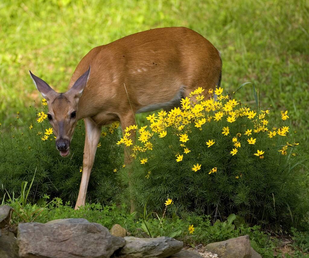 A deer explores some daisies. Deer love hydrangeas, roses, abutilons, and evergreen azaleas for browsing, as well as red clover and chicories for grazing.