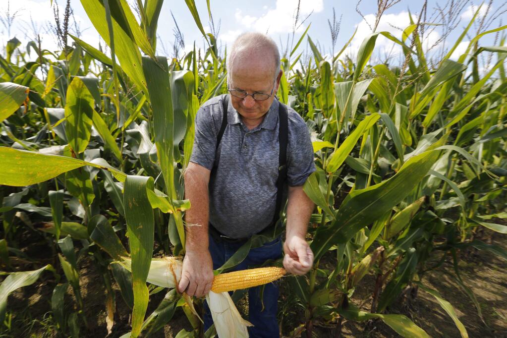 Farmer Jerry Whipple checks his corn in Benton Township, Ohio, Friday, Sept. 15, 2017. The 71-year-old farmer, who also raises soybeans, winter wheat and other crops on about 300 acres, has received federal funding to help cover costs of best-management practices intended to prevent fertilizer from running off his lands into creeks that feed Lake Erie several miles away. He believes all farmers should do what they can to protect the waters but doesn't favor government regulations to requires such measures. (AP Photo/Paul Sancya)