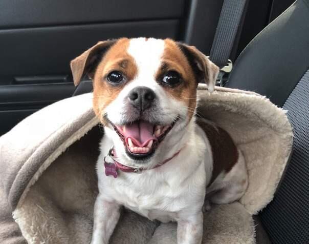 Lucy, a Jack Russell Terrier-pug mix owned by Occidental resident Jordan Simmons, was killed when they were attacked by two pit bulls on the West County Regional Trail. (Jordan Simmons)